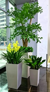 奉化绿化养护植物选择保养方法与使用周期